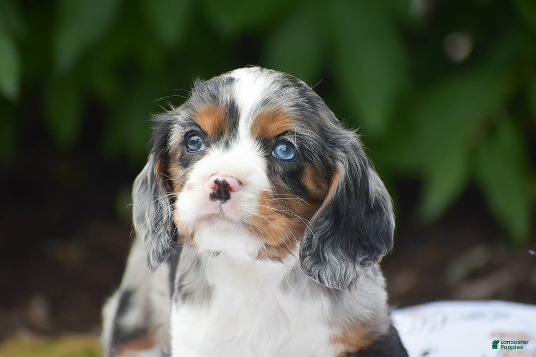 Cockalier dogs for sale: Reba - Image 12