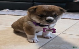 Shiba Inu dogs for sale: Ammy - Image 3