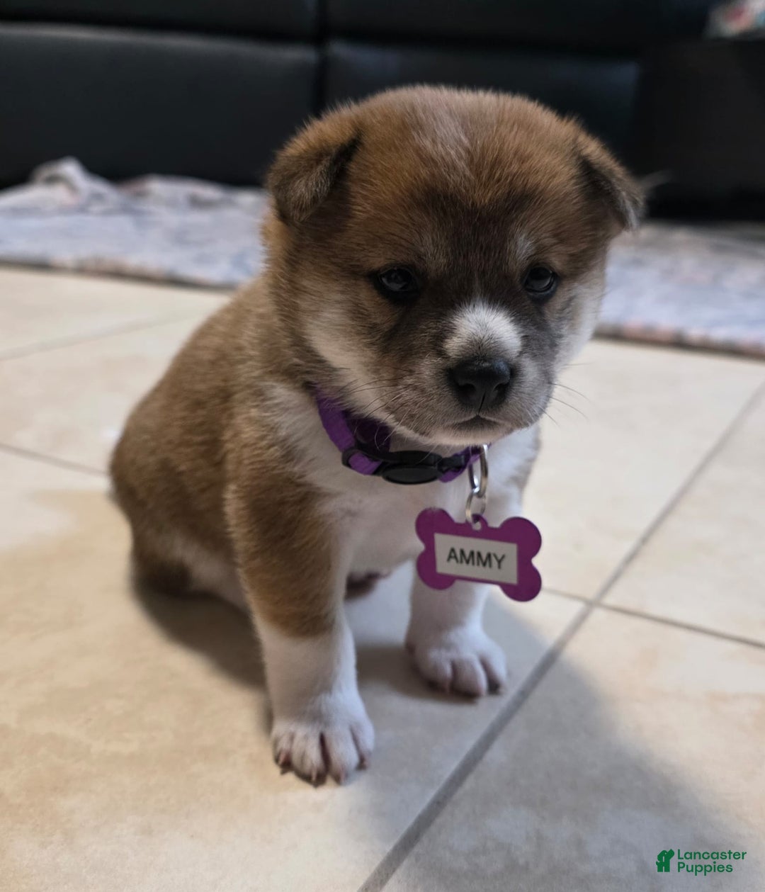Shiba Inu dogs for sale: Ammy - Image 3