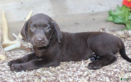 Labrador Retriever dogs for sale: Whinchester - Image 1