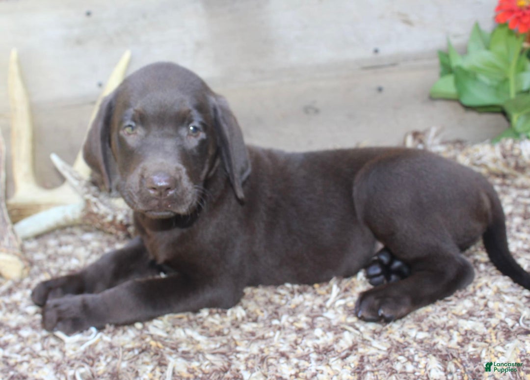 Labrador Retriever dogs for sale: Whinchester - Image 1
