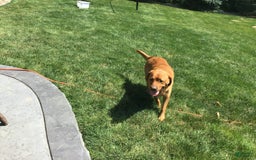 Labrador Retriever dogs for sale: Bella - Image 13