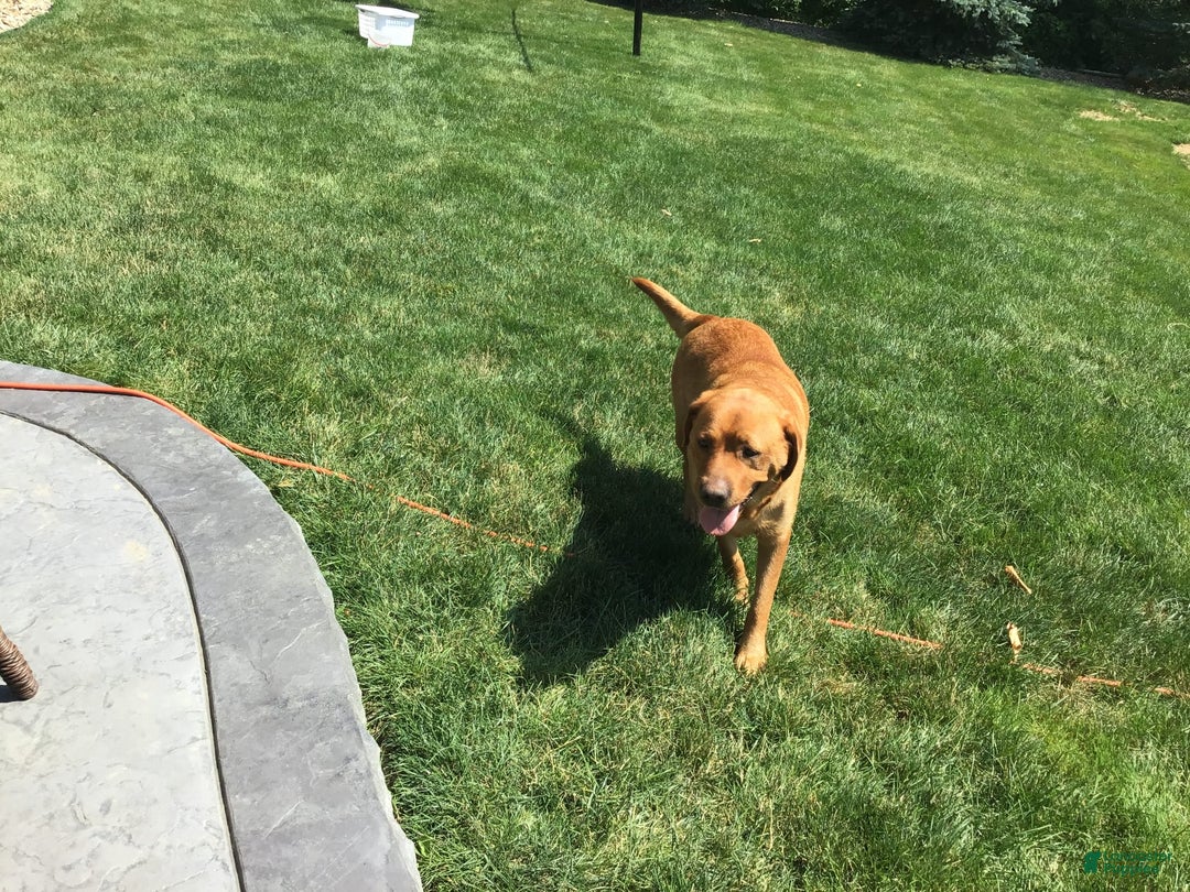 Labrador Retriever dogs for sale: Bella - Image 13