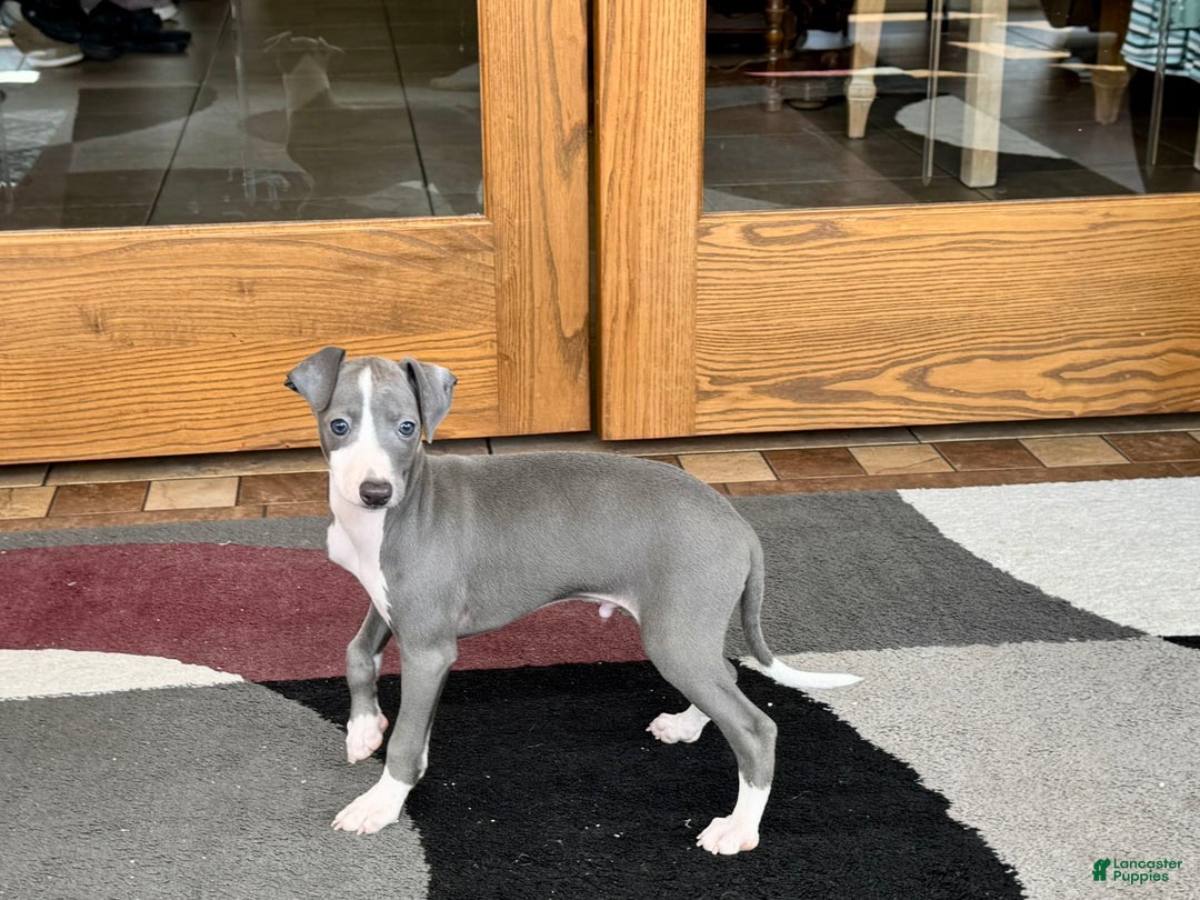 Italian Greyhound dogs for sale: Mj - Image 6