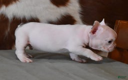 French Bulldog dogs for sale: Dirk - Image 7