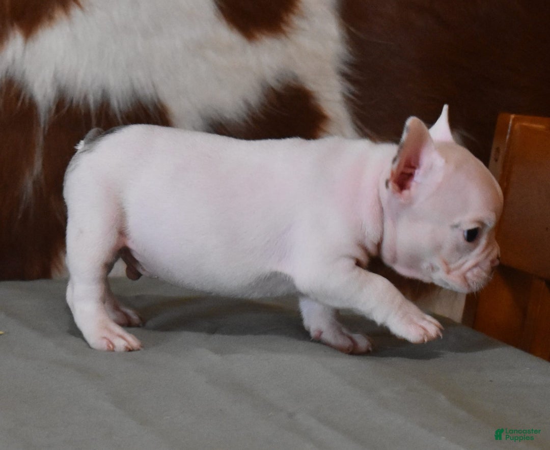 French Bulldog dogs for sale: Dirk - Image 7