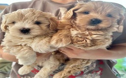 Maltipoo dogs for sale: Cara - Image 3