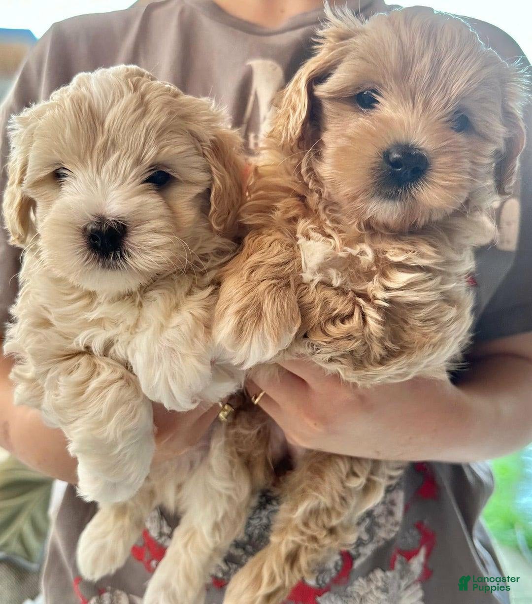 Maltipoo dogs for sale: Cara - Image 3