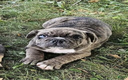 English Bulldog dogs for sale: Lavacolt - Image 2
