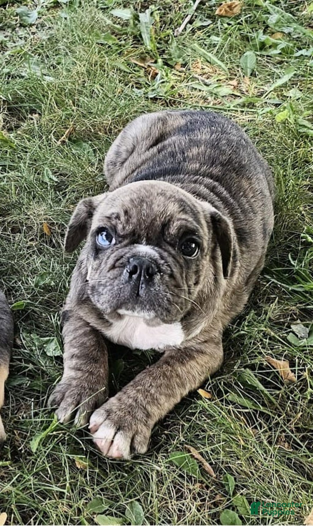 English Bulldog dogs for sale: Lavacolt - Image 2