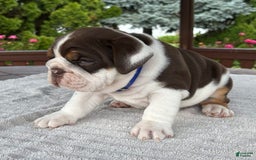 English Bulldog dogs for sale: Gisele - Image 15
