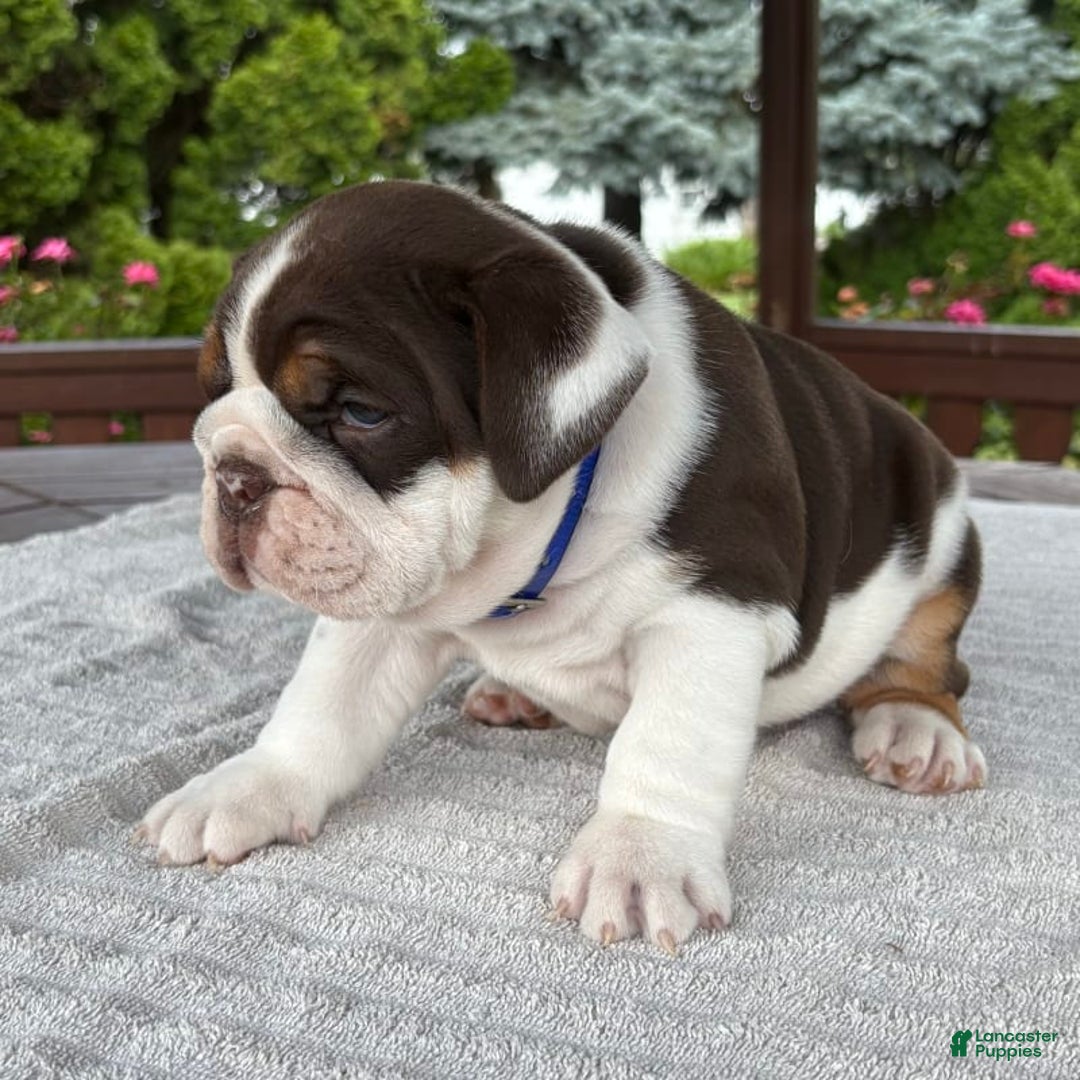 English Bulldog dogs for sale: Gisele - Image 15