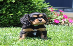 Cavalier King Charles Spaniel dogs for sale: Boomer - Image 9