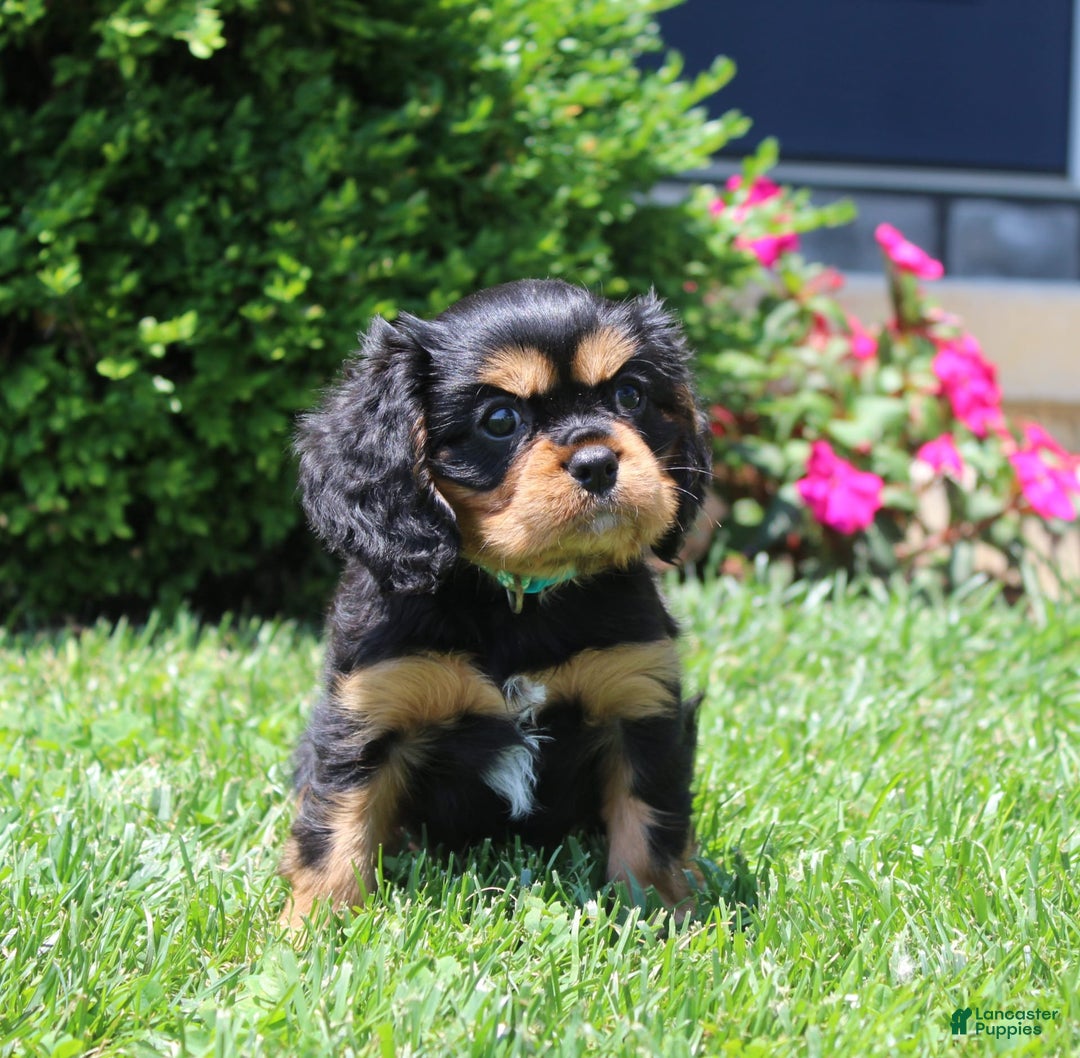 Cavalier King Charles Spaniel dogs for sale: Boomer - Image 9