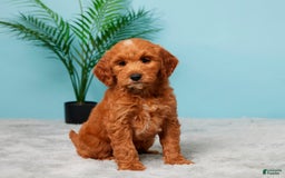 Mini Goldendoodle dogs for sale: Megan - Image 4