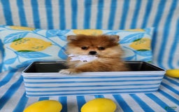 Pomeranian dogs for sale: Theodore - Image 1