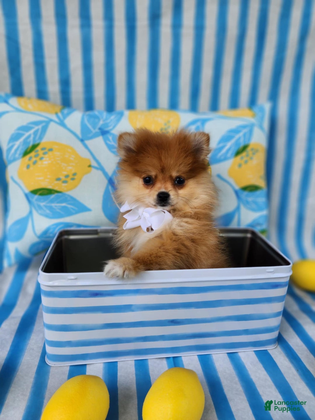 Pomeranian dogs for sale: Theodore - Image 1