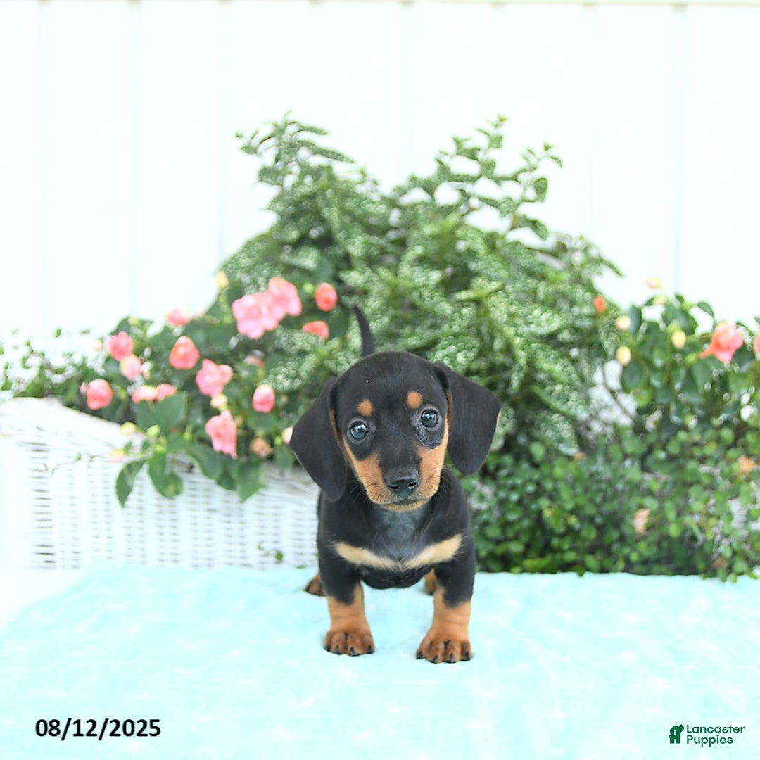 Miniature Dachshund dogs for sale: Nina - Image 1