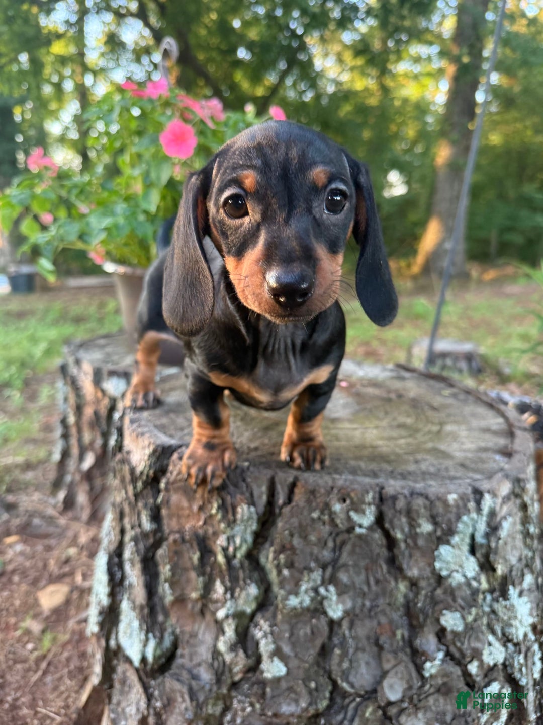 Miniature Dachshund dogs for sale: Lucy - Image 3