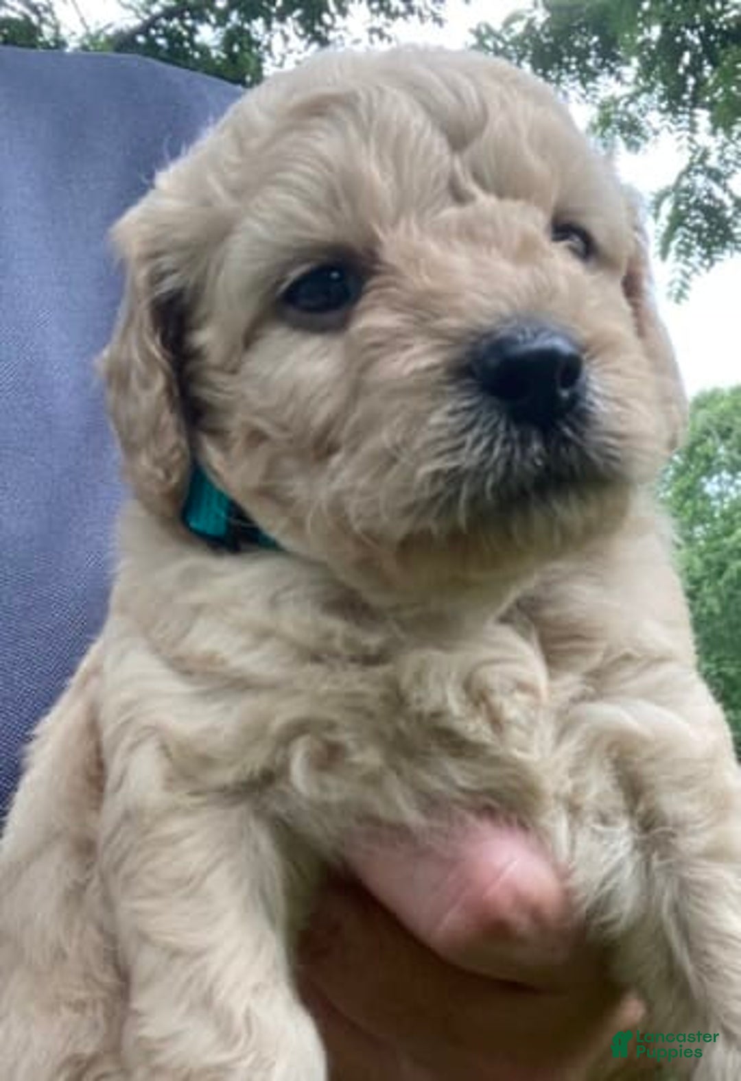 Labradoodle dogs for sale: Maxwell - Image 1