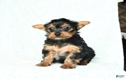 Yorkshire Terrier dogs for sale: Chelsea - Image 5