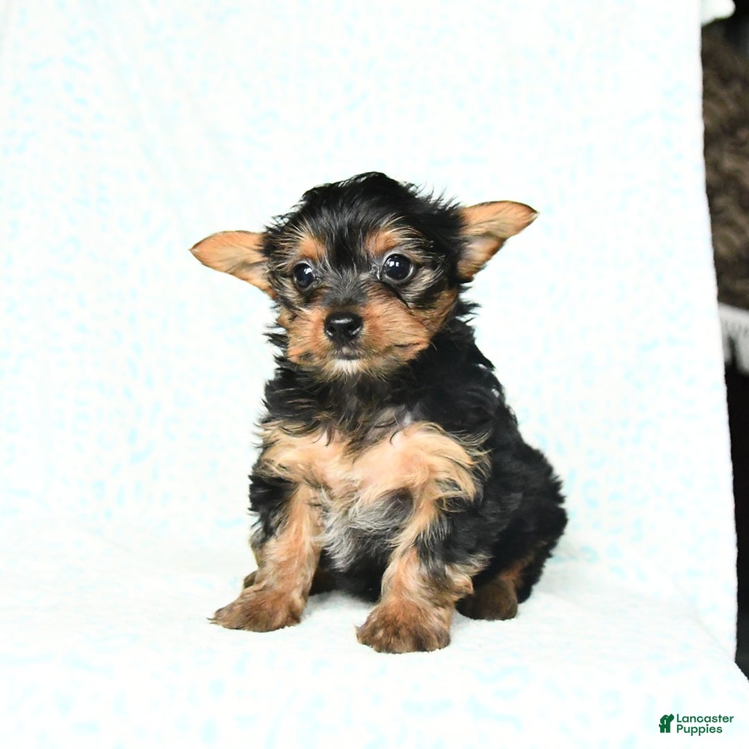 Yorkshire Terrier dogs for sale: Chelsea - Image 5