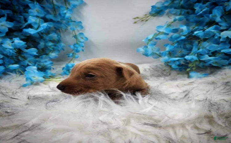 Doberman Pinscher dogs for sale - Ad 3