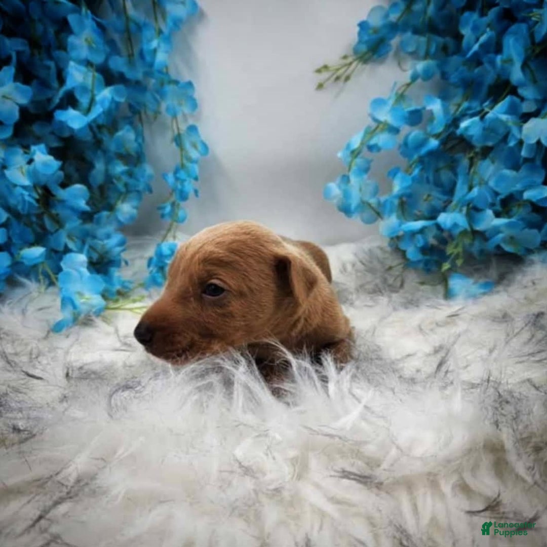 Doberman Pinscher dogs for sale: Aspen - Image 1