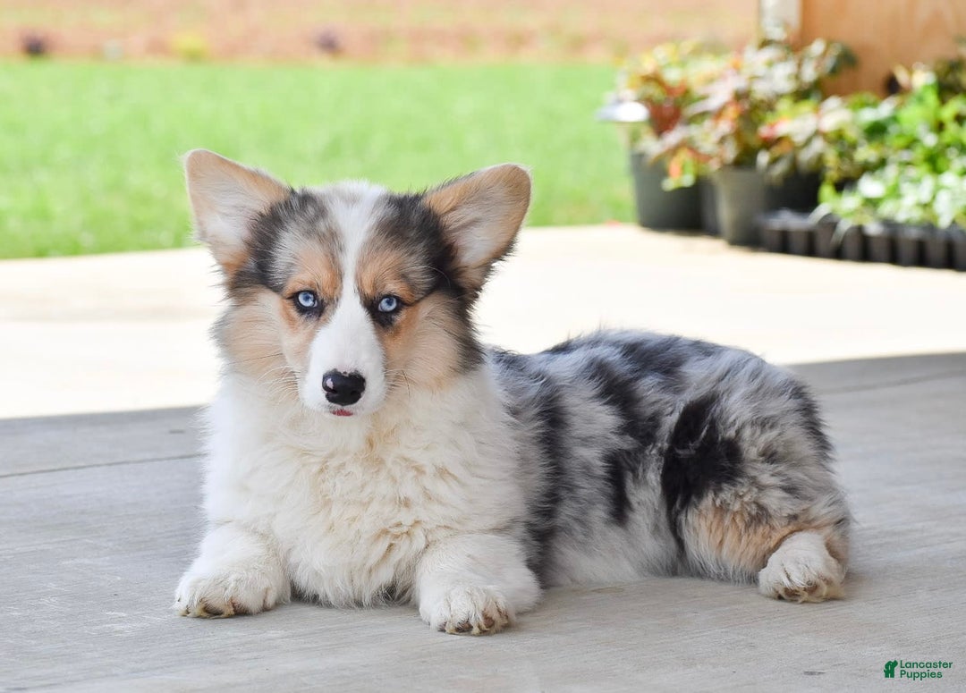 Welsh Corgi Pembroke dogs for sale: Annie - Image 4
