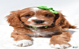 Mini Goldendoodle dogs for sale: Ryder - Image 2