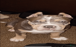 American Bully dogs for sale: Murrel - Image 4