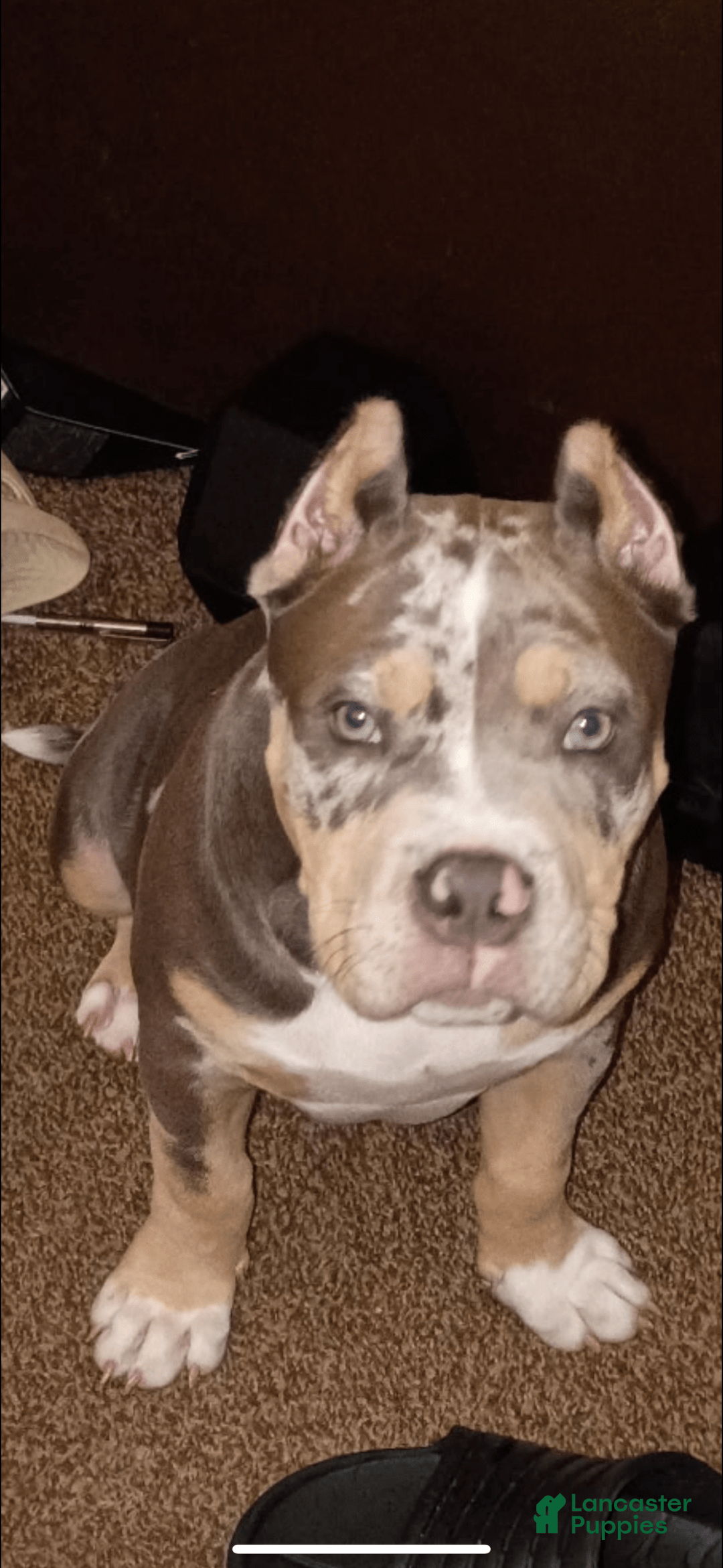 American Bully dogs for sale: Murrel - Image 4