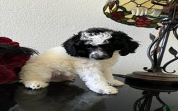 Miniature Poodle dogs for sale: Thor - Image 15