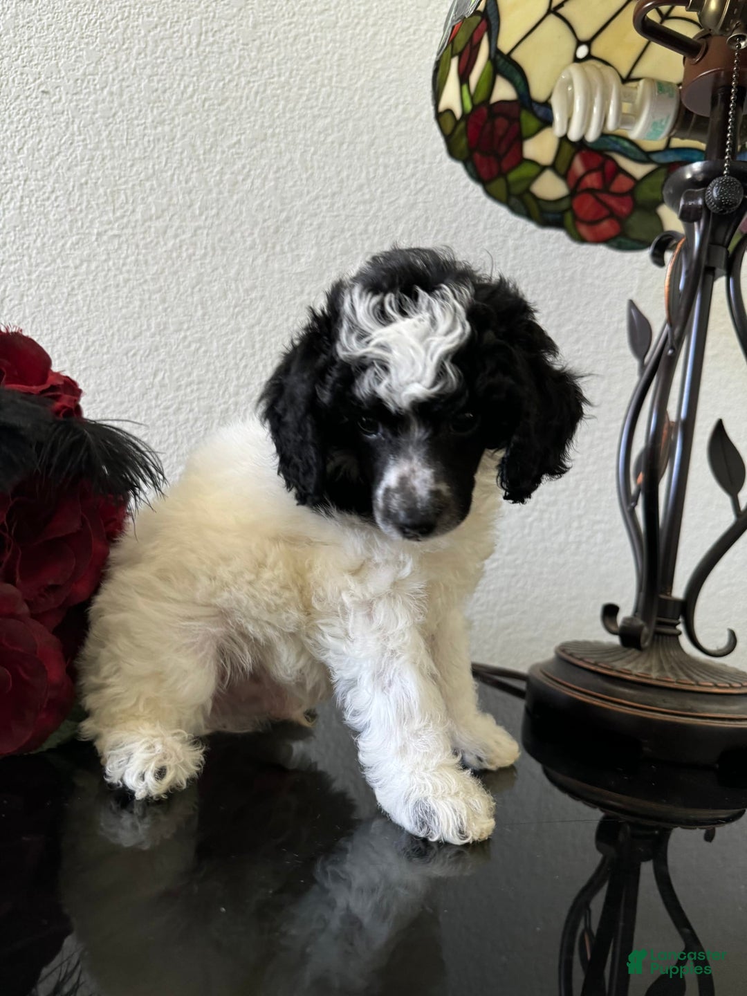 Miniature Poodle dogs for sale: Thor - Image 15