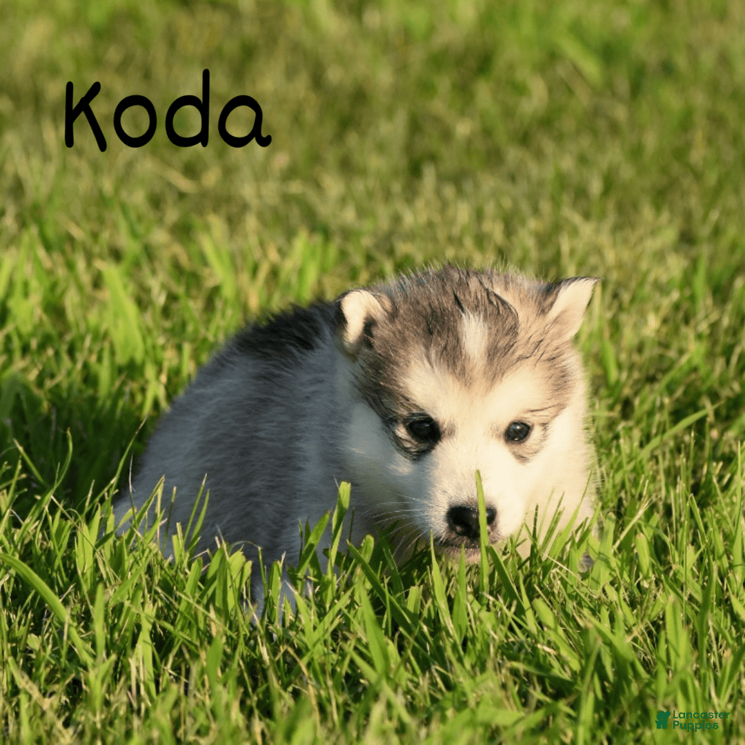 Alaskan Malamute dogs for sale: Puppy 3 - Image 1