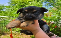 German Shepherd dogs for sale: Amarillo - Image 16
