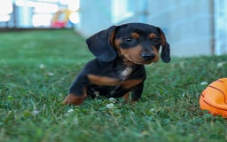 Miniature Dachshund dogs for sale: Sparky - Image 6