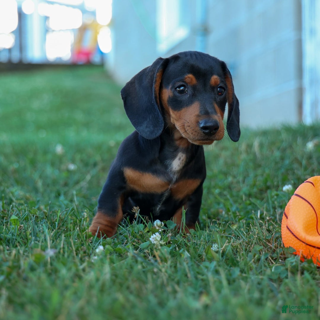Miniature Dachshund dogs for sale: Sparky - Image 6