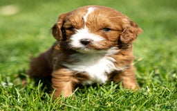 Cavapoo dogs for sale: Poppy - Image 10