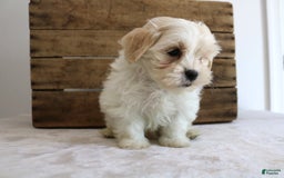 Teddy Bear dogs for sale: Karter - Image 9