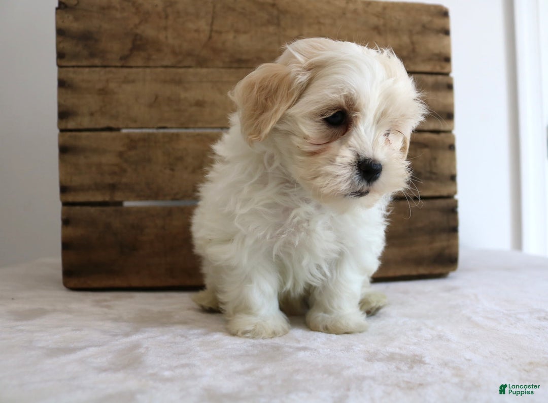Teddy Bear dogs for sale: Karter - Image 9