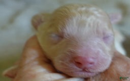 Toy Poodle dogs for sale: Zylo - Image 10