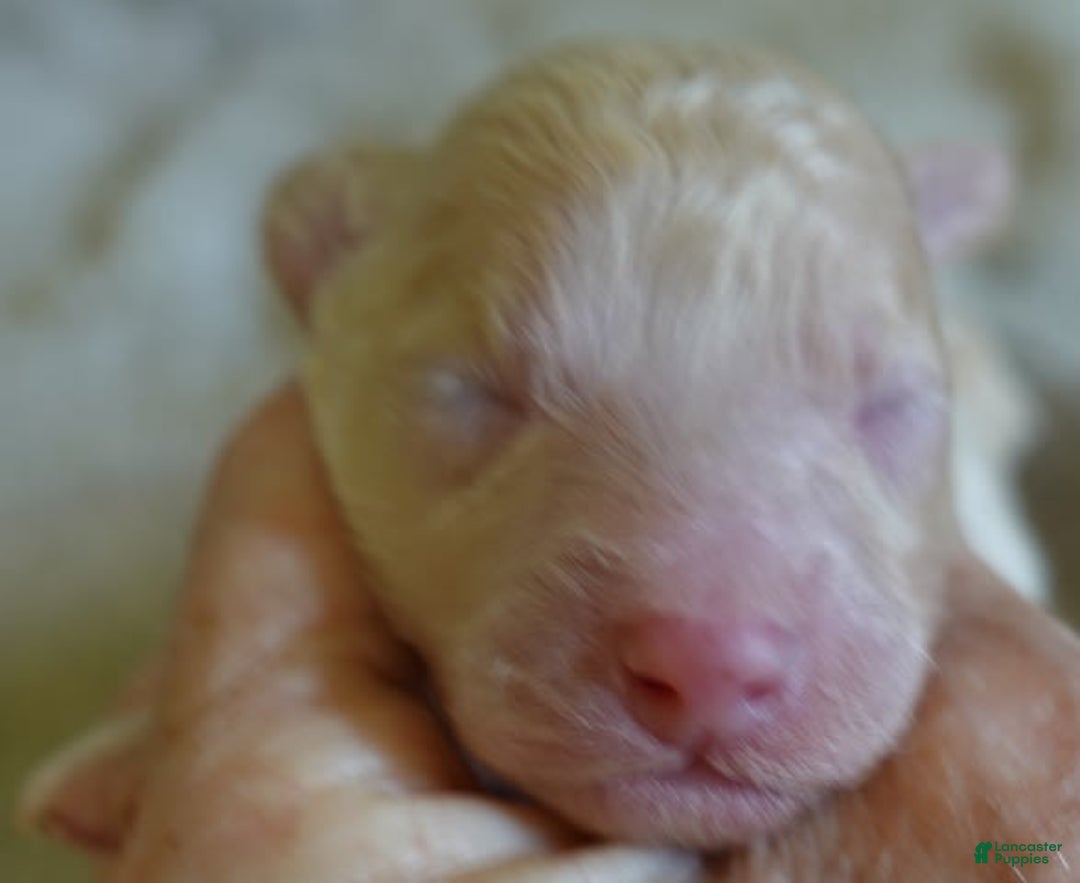 Toy Poodle dogs for sale: Zylo - Image 10