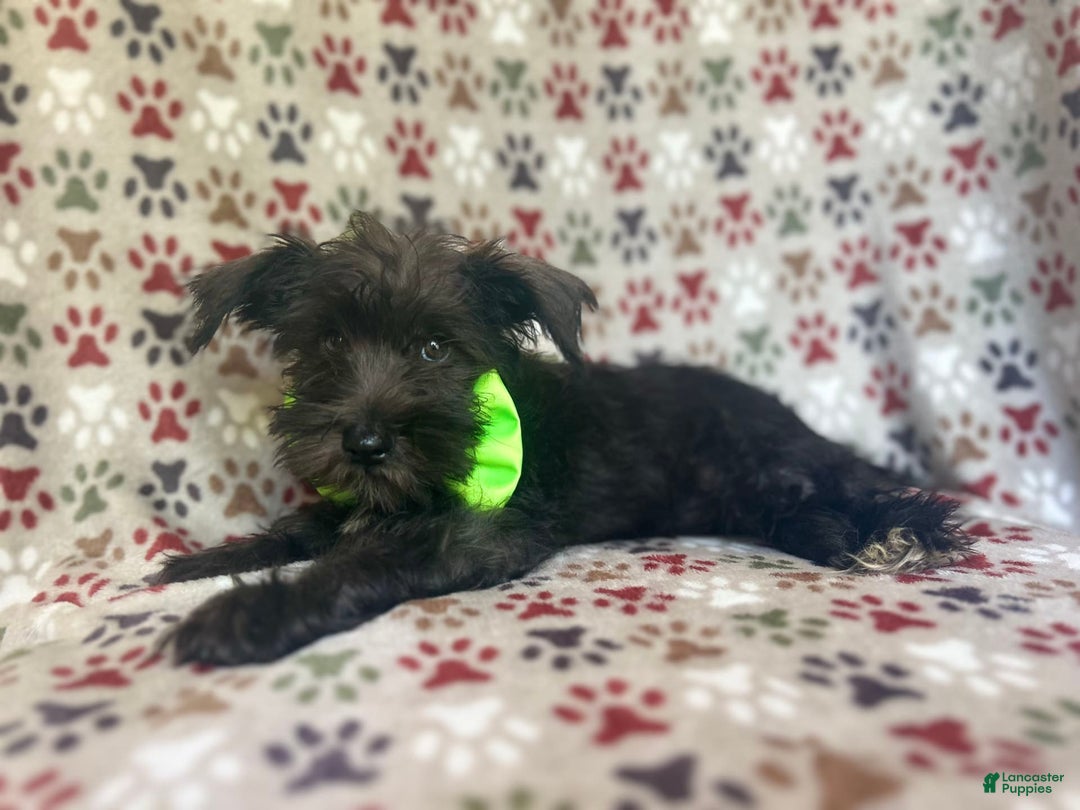 Miniature Schnauzer dogs for sale: Riot - Image 5