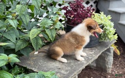 Collie dogs for sale: Aslan - Image 7