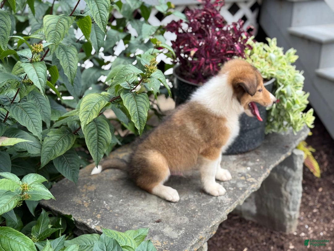 Collie dogs for sale: Aslan - Image 7