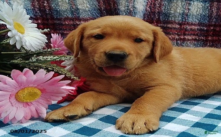Labrador Retriever dogs for sale - Ad 5