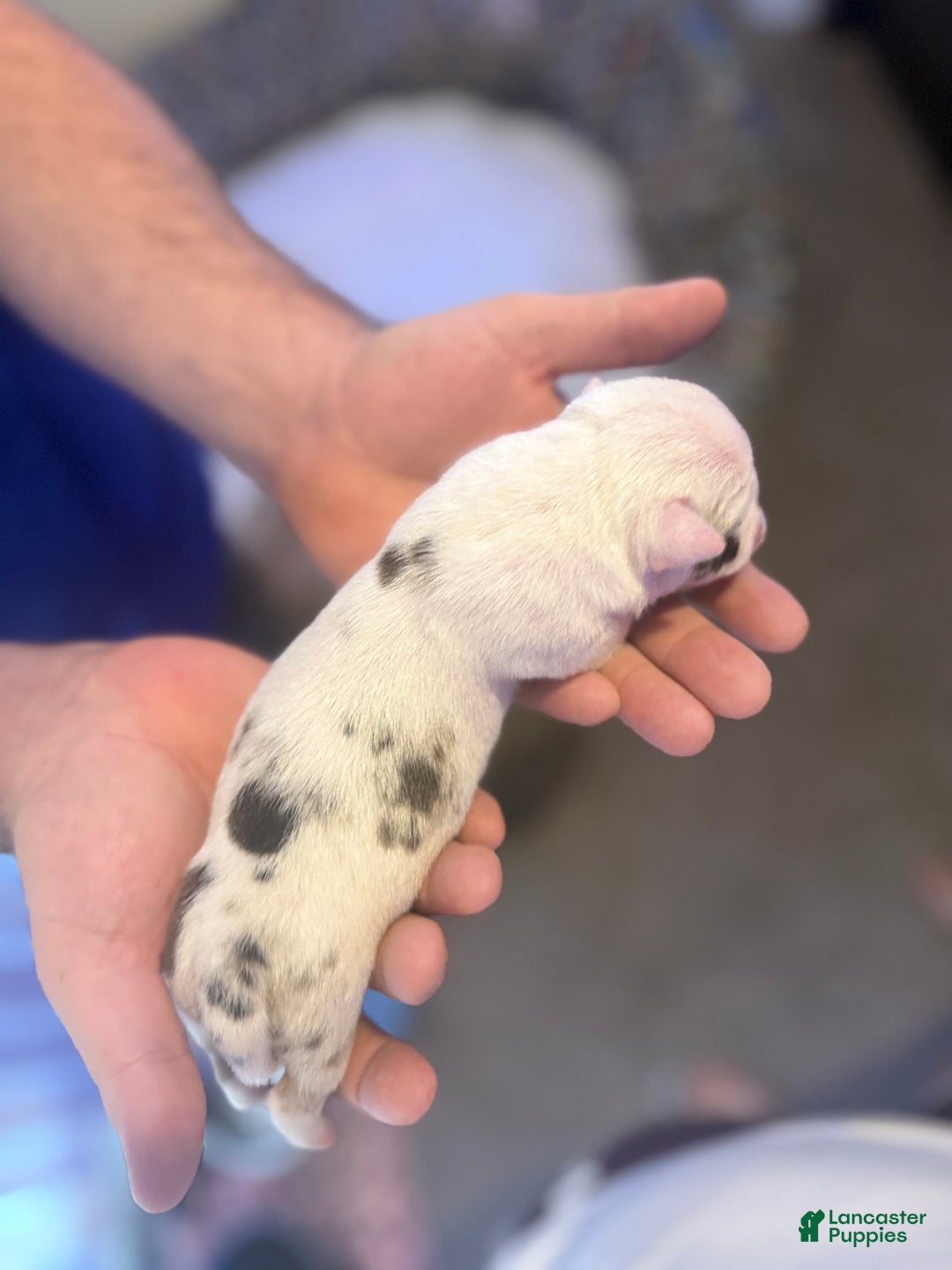 Olde English Bulldogge dogs for sale: Ghost - Image 1