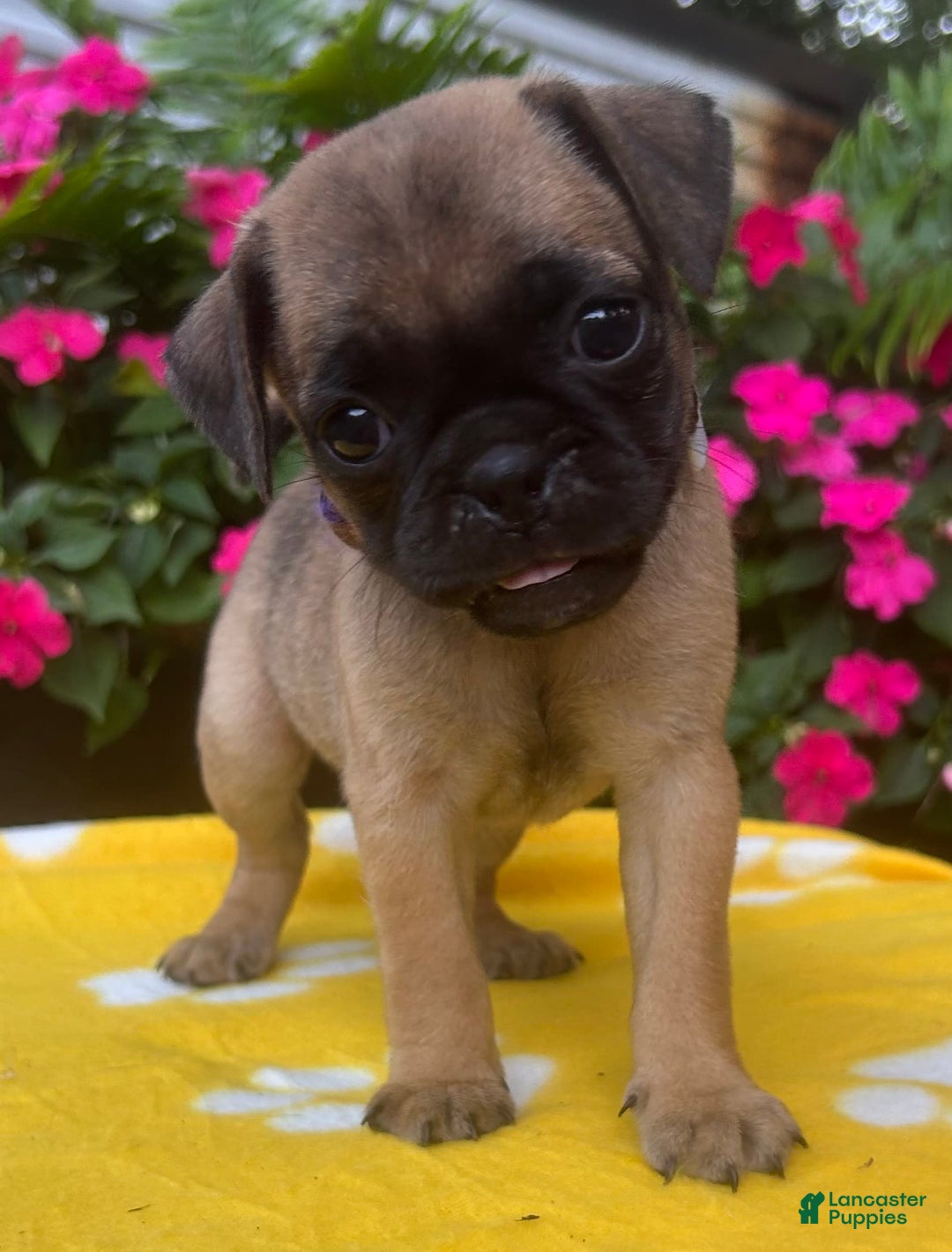 Puggle dogs for sale: Evi - Image 4
