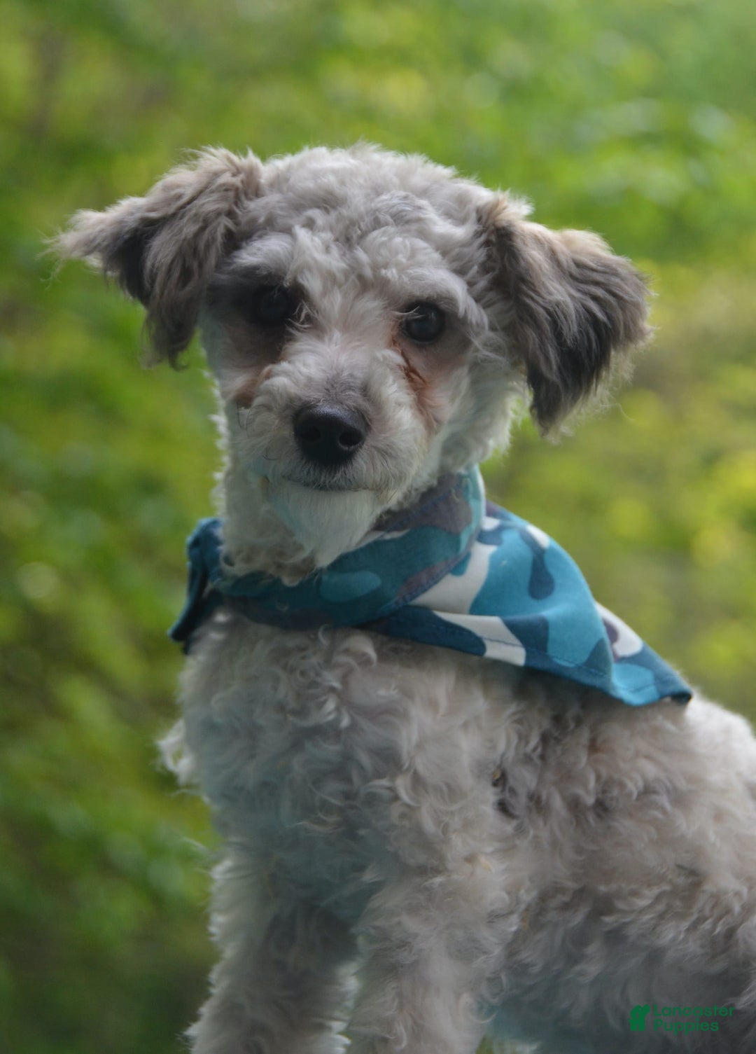 Miniature Poodle dogs for sale: Tessa - Image 13